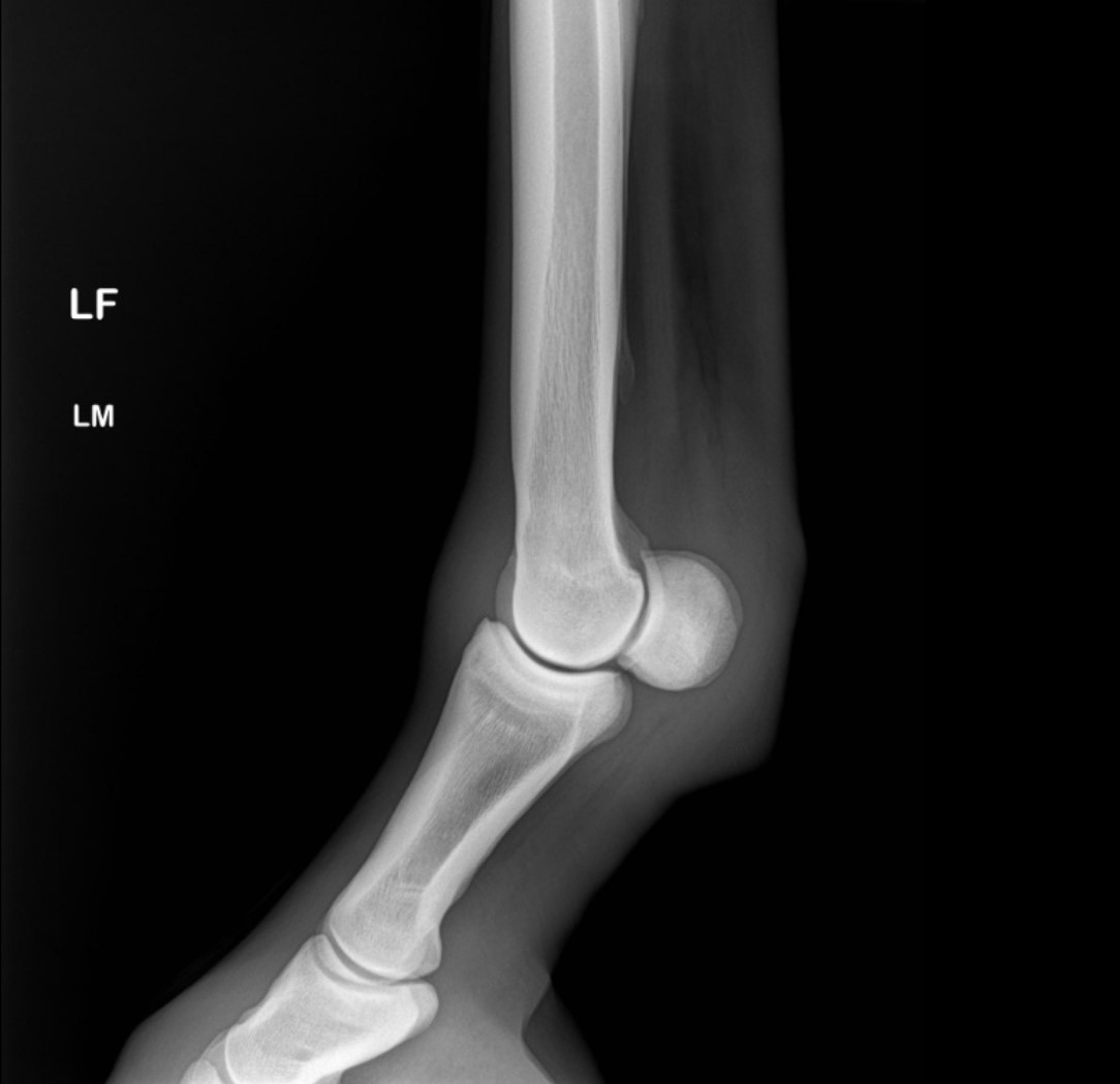 X-ray Fetlock